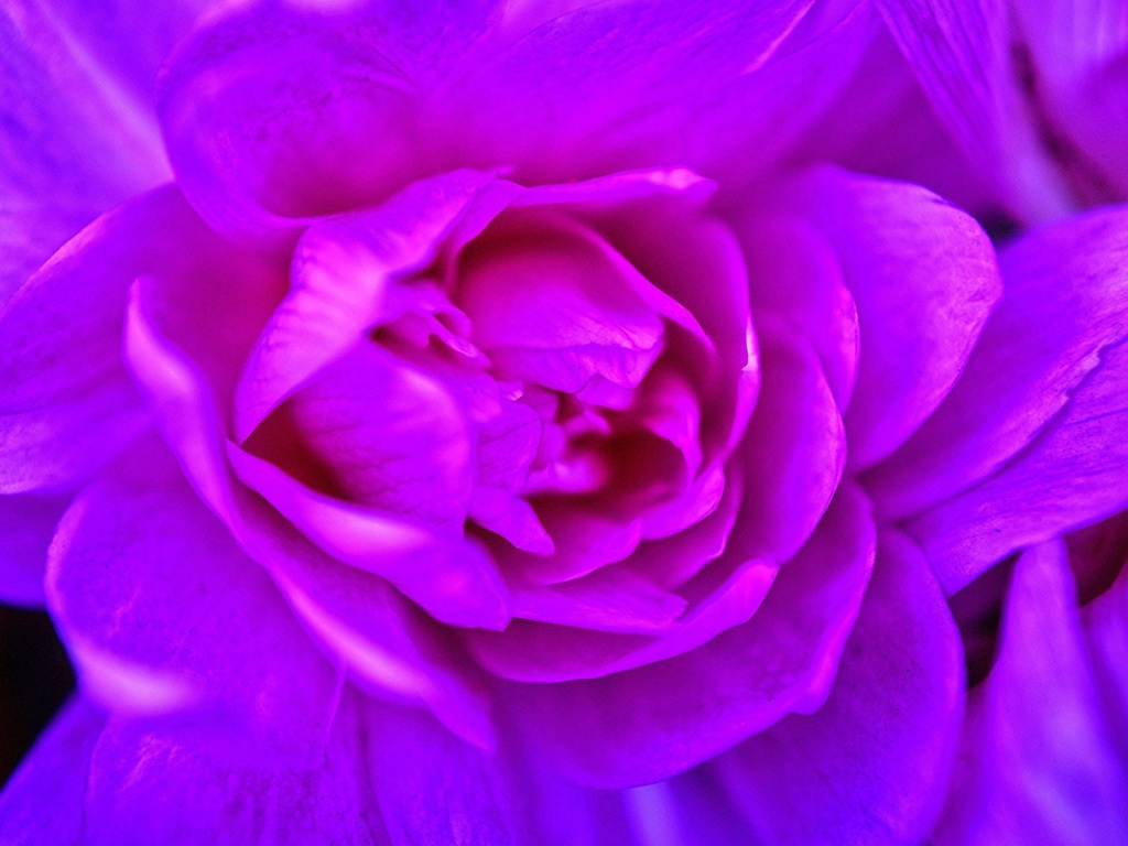 Screenshot №1 pro téma Purple Flower of Book 1024x768