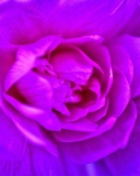 Purple Flower of Book wallpaper 128x160