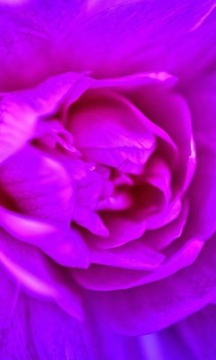 Fondo de pantalla Purple Flower of Book 240x400