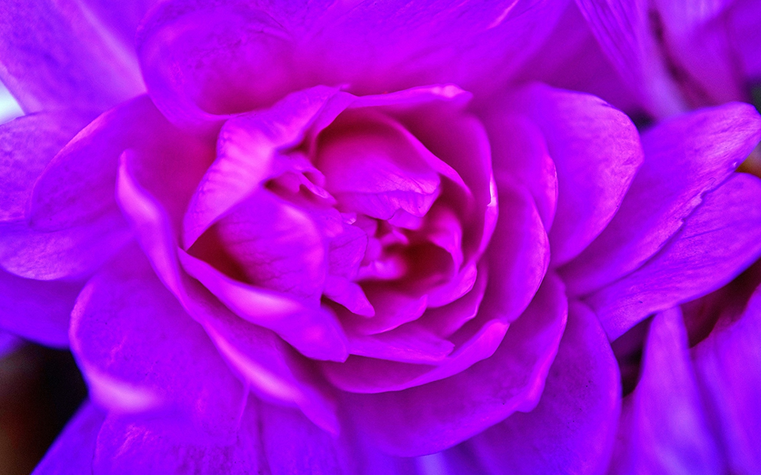 Обои Purple Flower of Book 2560x1600