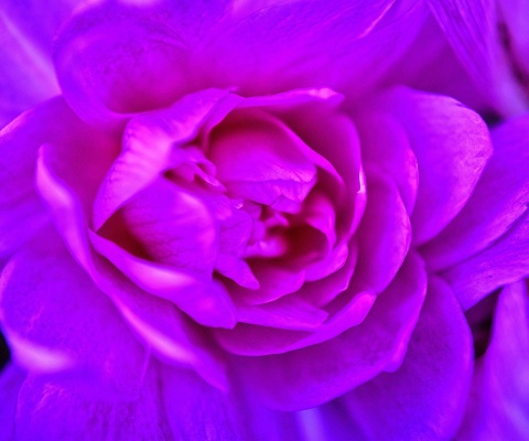 Fondo de pantalla Purple Flower of Book 480x400