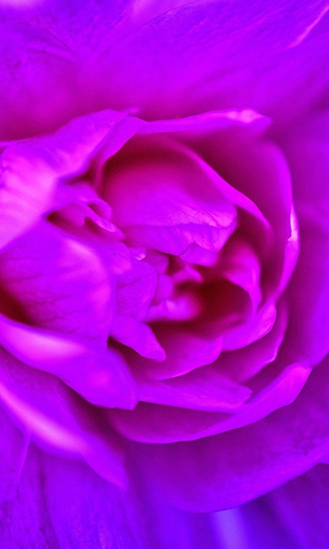 Screenshot №1 pro téma Purple Flower of Book 480x800