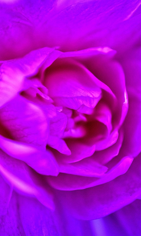 Purple Flower of Book wallpaper 480x800