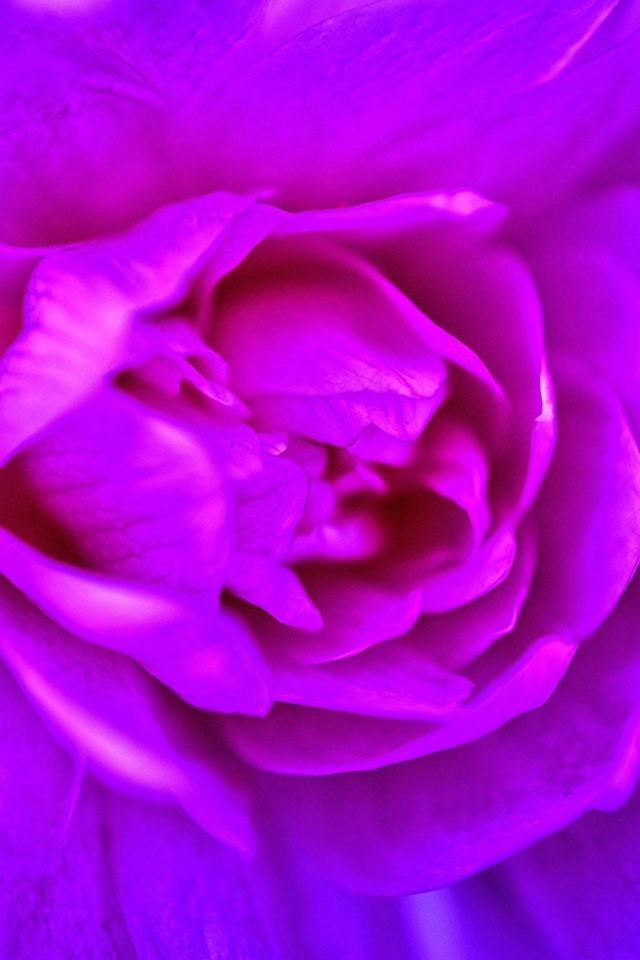 Purple Flower of Book screenshot #1 640x960