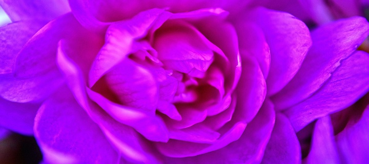 Purple Flower of Book wallpaper 720x320