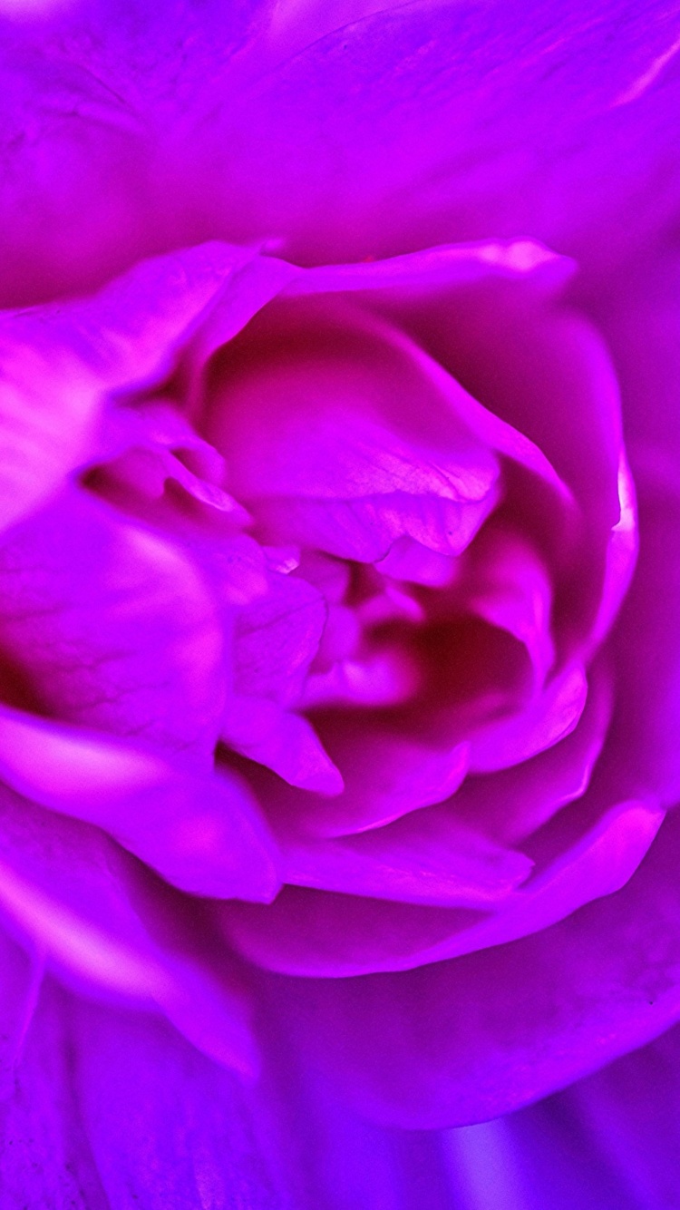 Fondo de pantalla Purple Flower of Book 750x1334