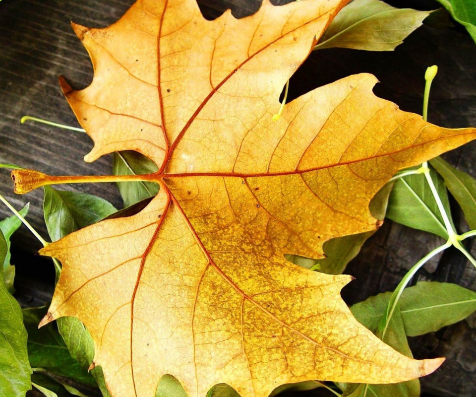 Yellow Foliage wallpaper 960x800