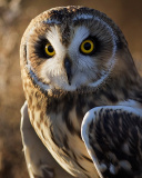 Fondo de pantalla Owl 128x160