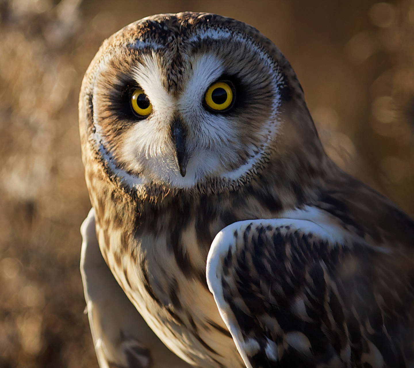 Fondo de pantalla Owl 1440x1280