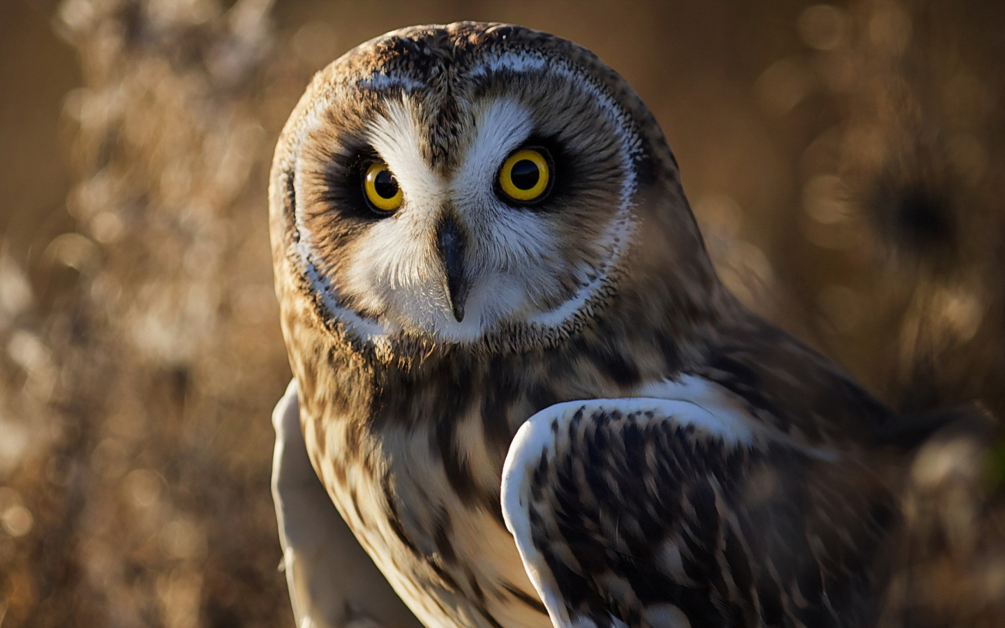 Обои Owl 1440x900