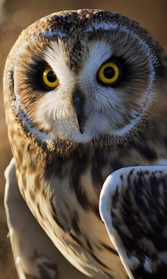 Screenshot №1 pro téma Owl 240x400