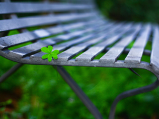 Fondo de pantalla Little Green Leaf On Bench 320x240