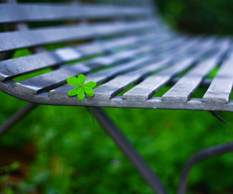 Sfondi Little Green Leaf On Bench 480x400
