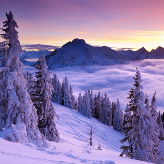 Purple Winter Sunset - Fondos de pantalla gratis para 1024x1024