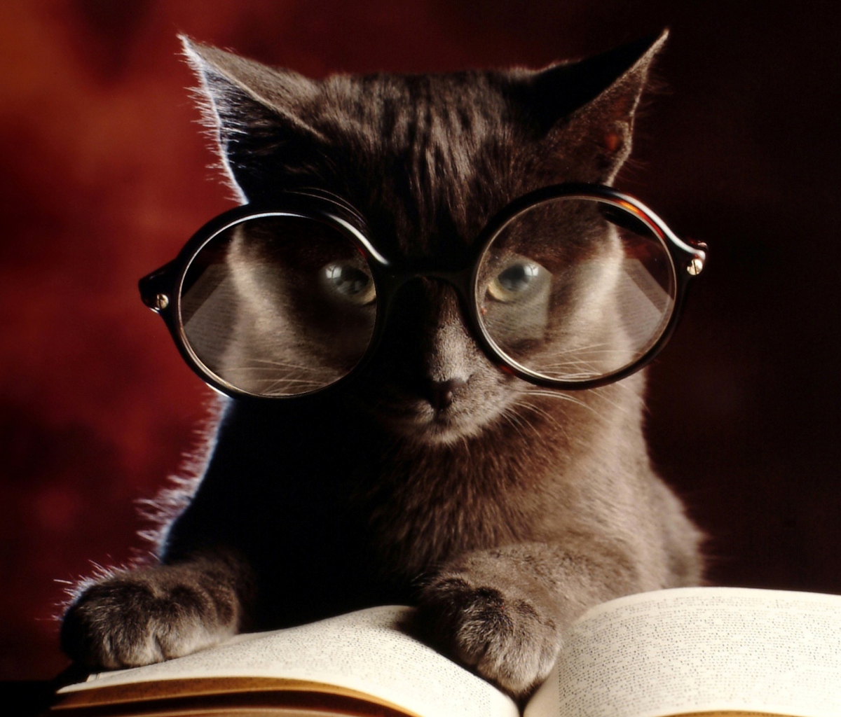 Das Smart Cat Wallpaper 1200x1024