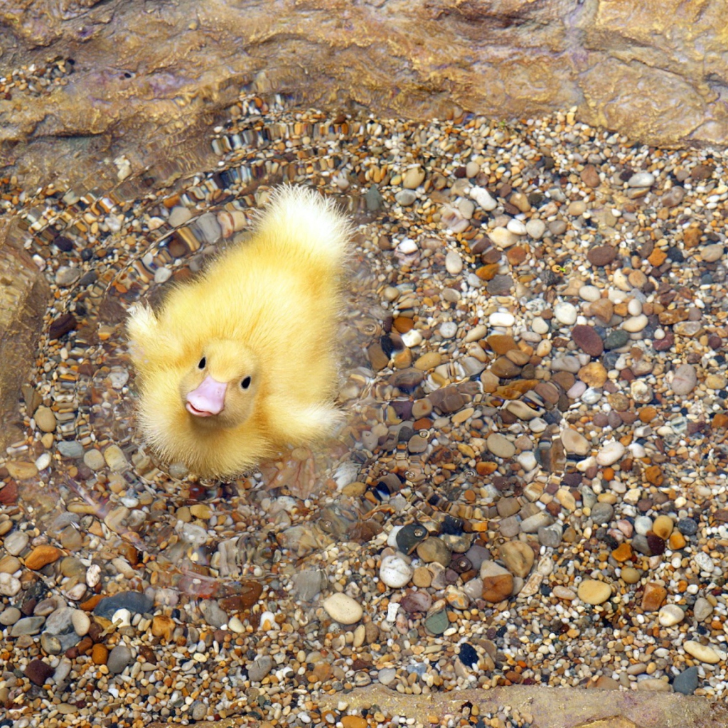 Baby Duck On Clear Water screenshot #1 1024x1024