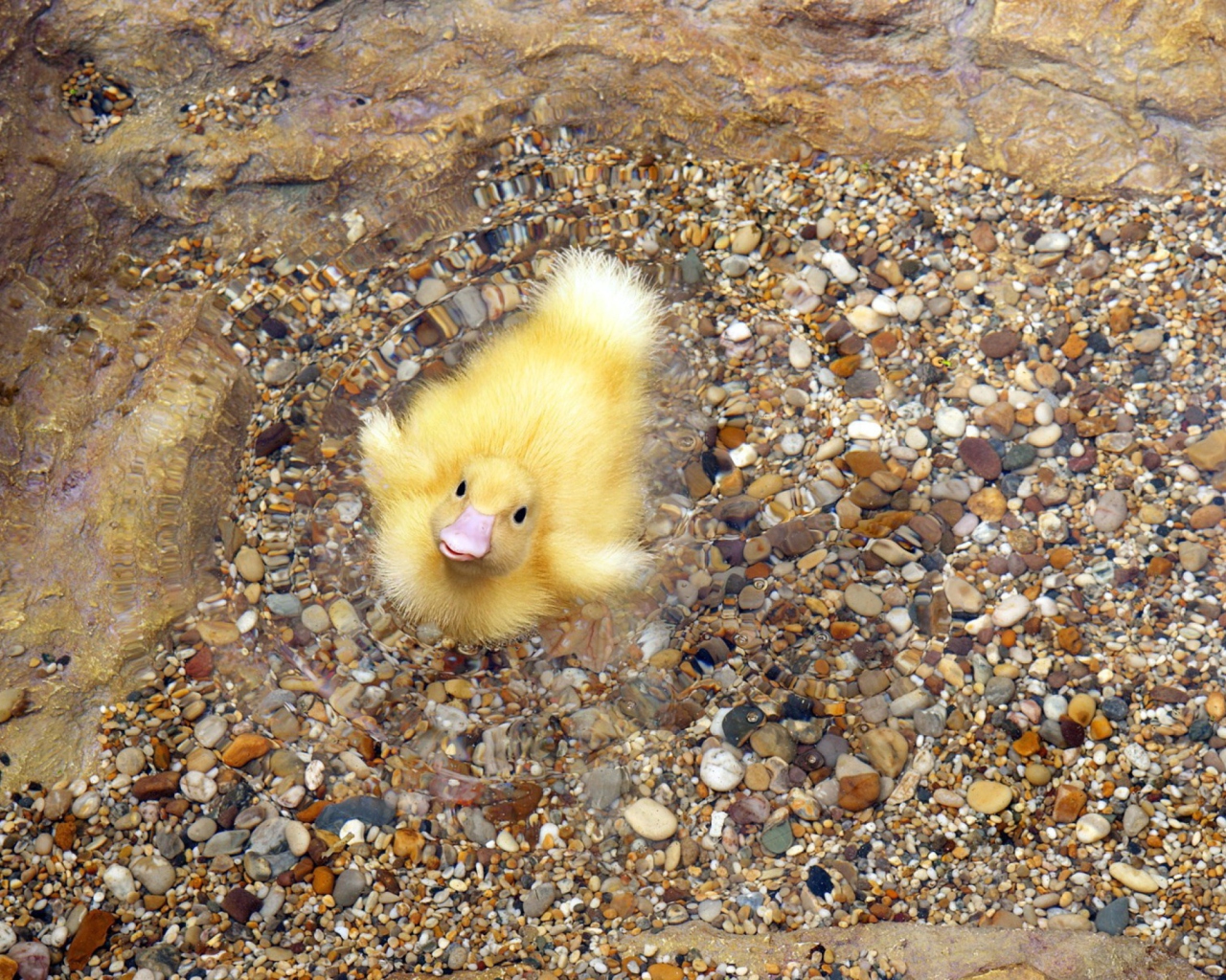 Обои Baby Duck On Clear Water 1280x1024