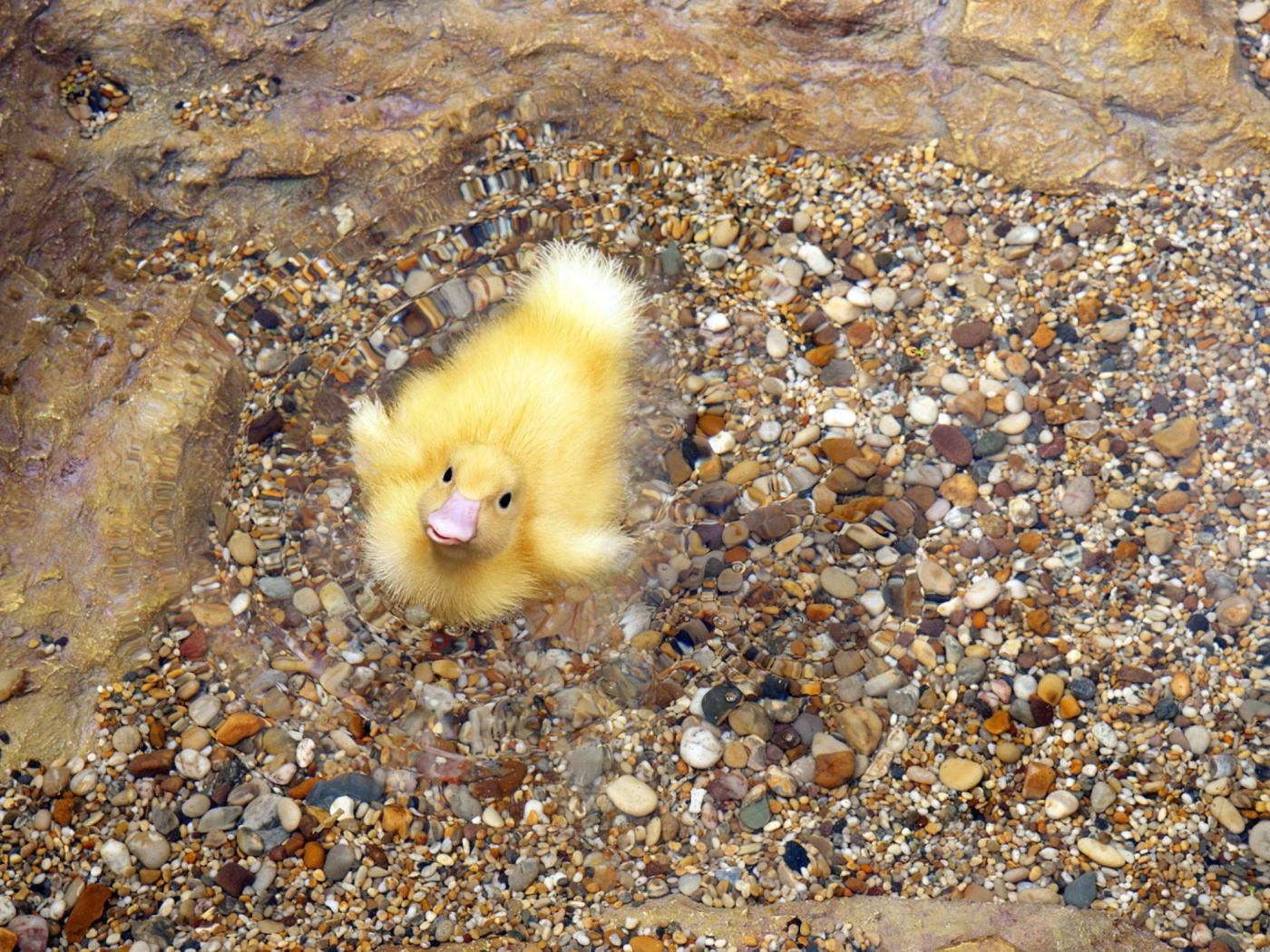 Screenshot №1 pro téma Baby Duck On Clear Water 1400x1050