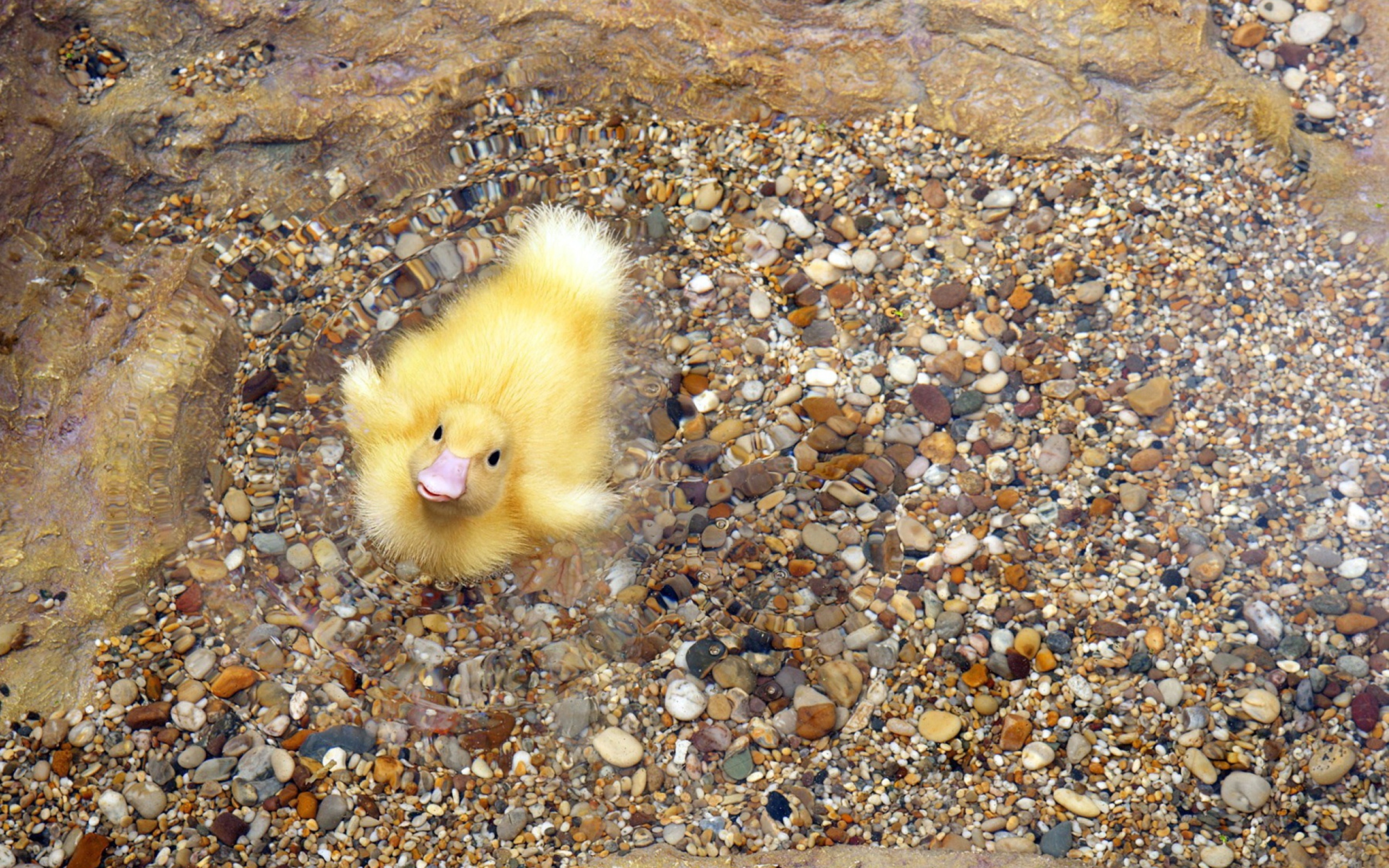 Baby Duck On Clear Water wallpaper 2560x1600