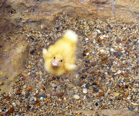 Screenshot №1 pro téma Baby Duck On Clear Water 480x400