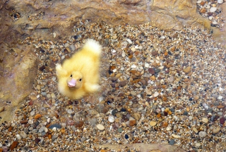 Baby Duck On Clear Water - Obrázkek zdarma 