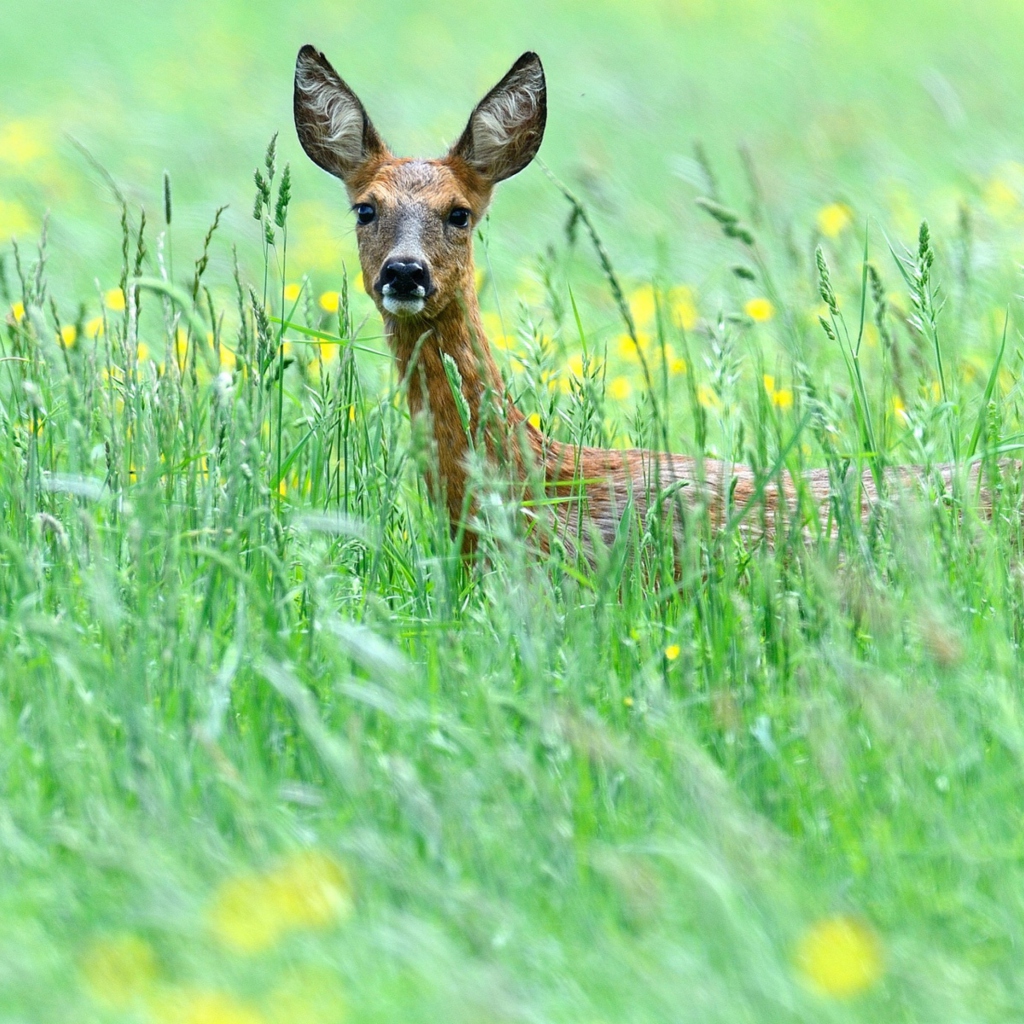 Das Deer In Green Grass Wallpaper 1024x1024