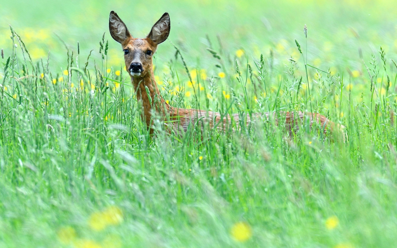 Screenshot №1 pro téma Deer In Green Grass 1280x800