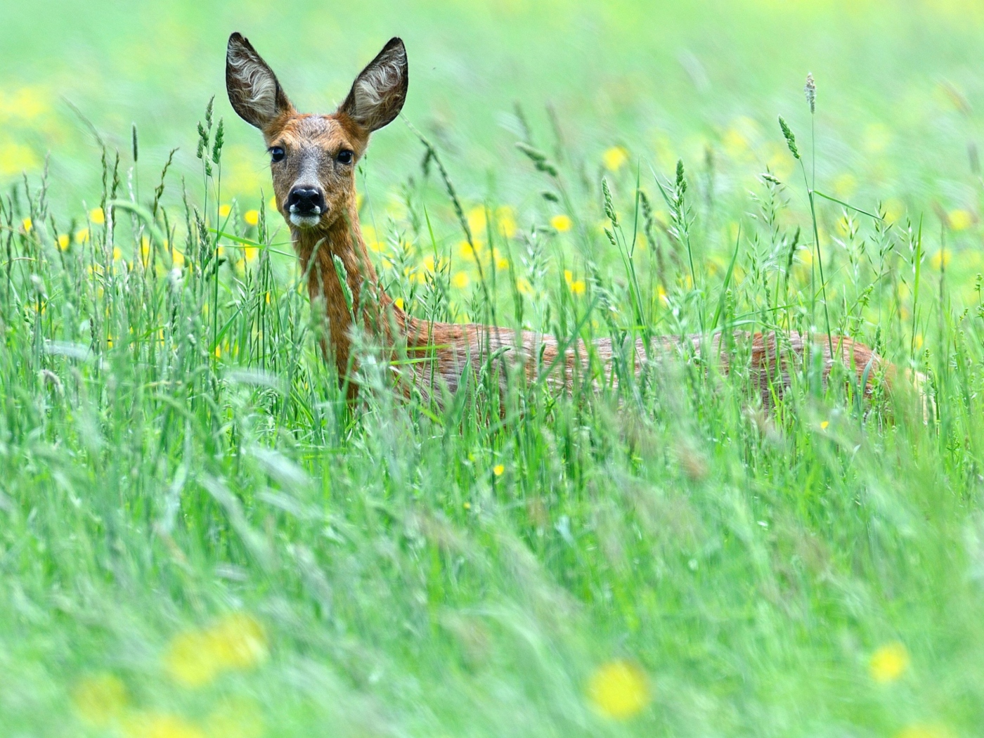 Das Deer In Green Grass Wallpaper 1400x1050