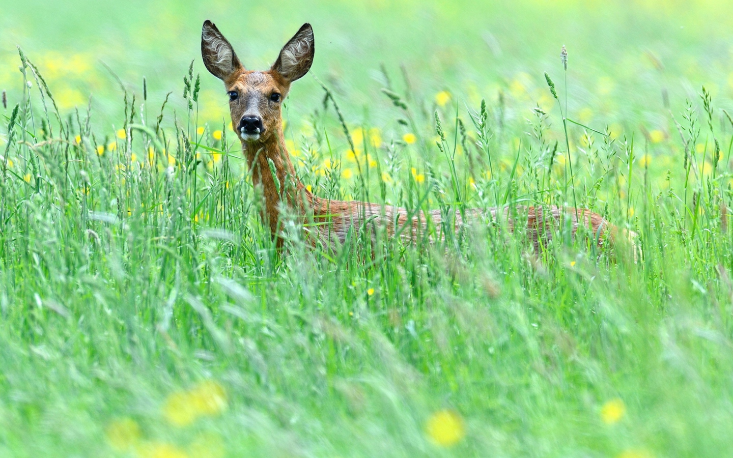Обои Deer In Green Grass 1440x900
