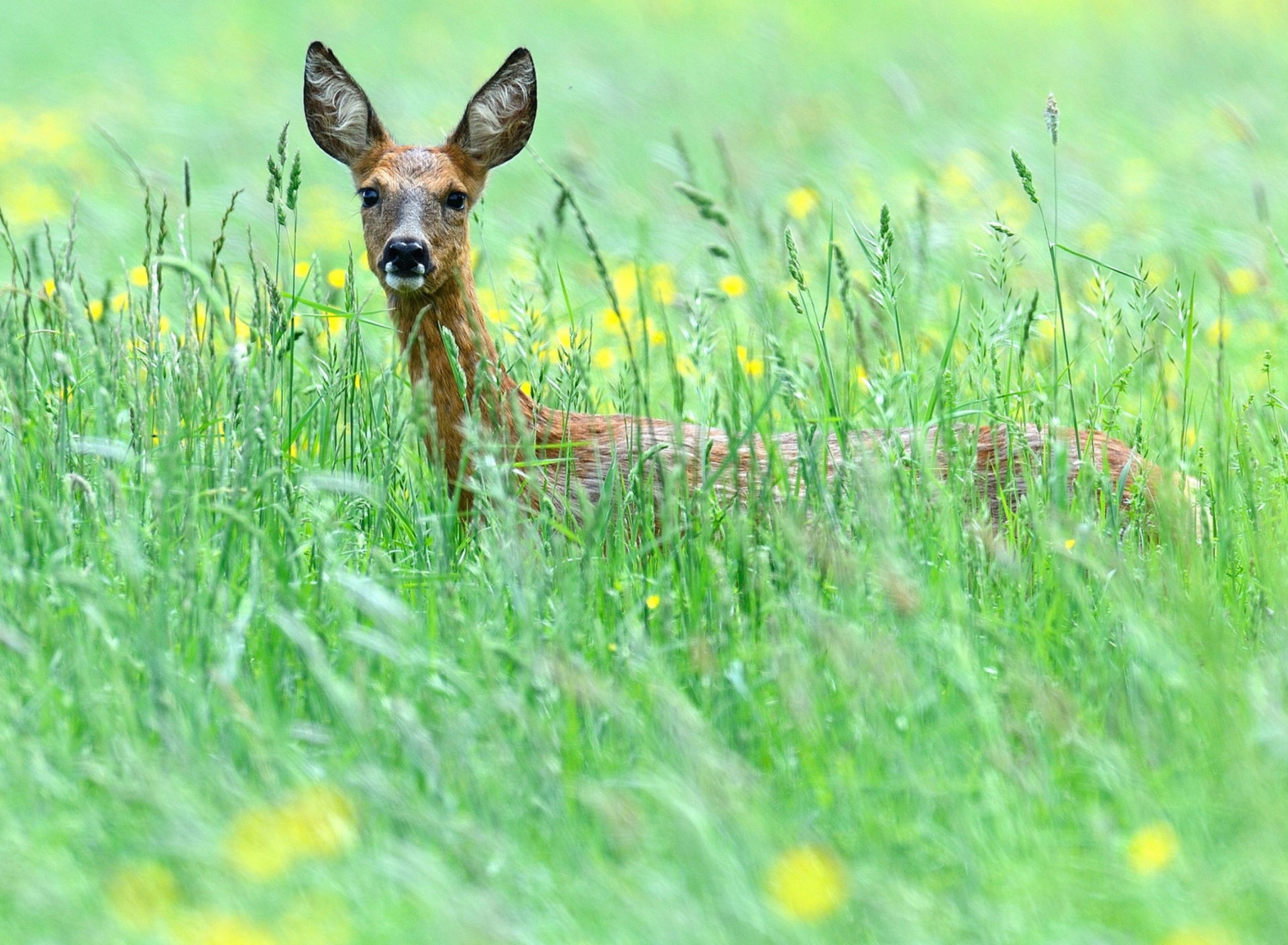 Fondo de pantalla Deer In Green Grass 1920x1408