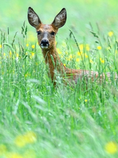 Das Deer In Green Grass Wallpaper 240x320