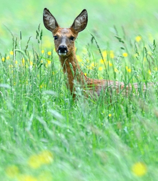 Deer In Green Grass - Obrázkek zdarma pro iPhone 5S