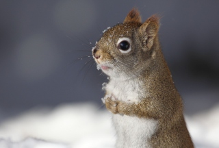 Cutie In Snow - Obrázkek zdarma pro Android 960x800