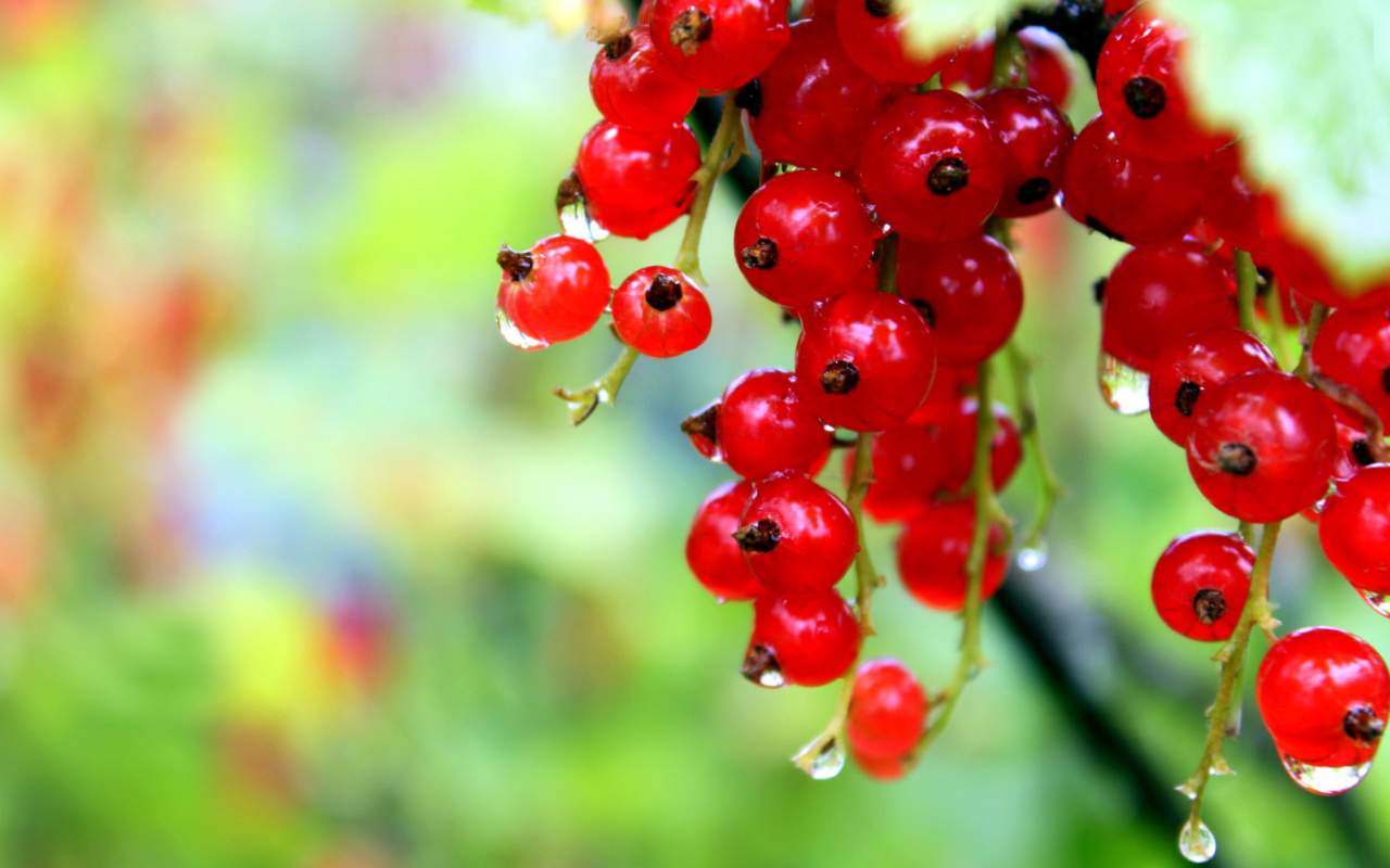 Red currant with Dew wallpaper 1280x800