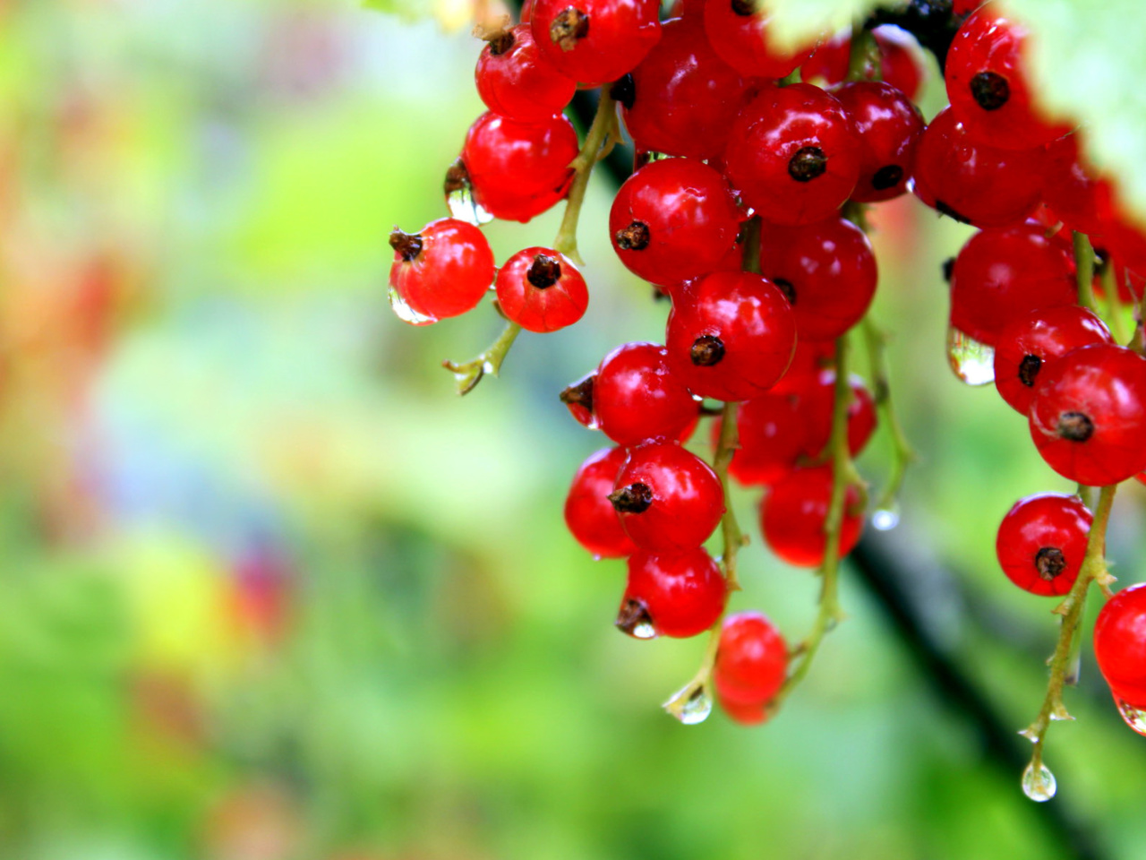 Red currant with Dew wallpaper 1280x960