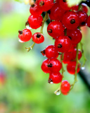 Red currant with Dew wallpaper 128x160