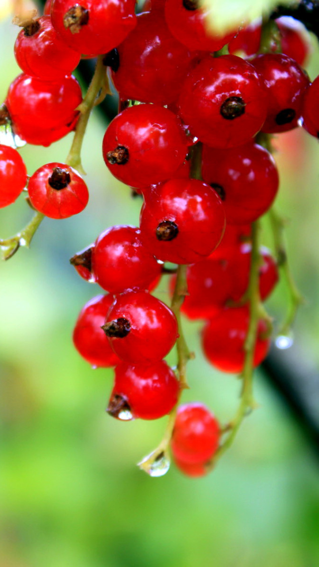 Sfondi Red currant with Dew 640x1136