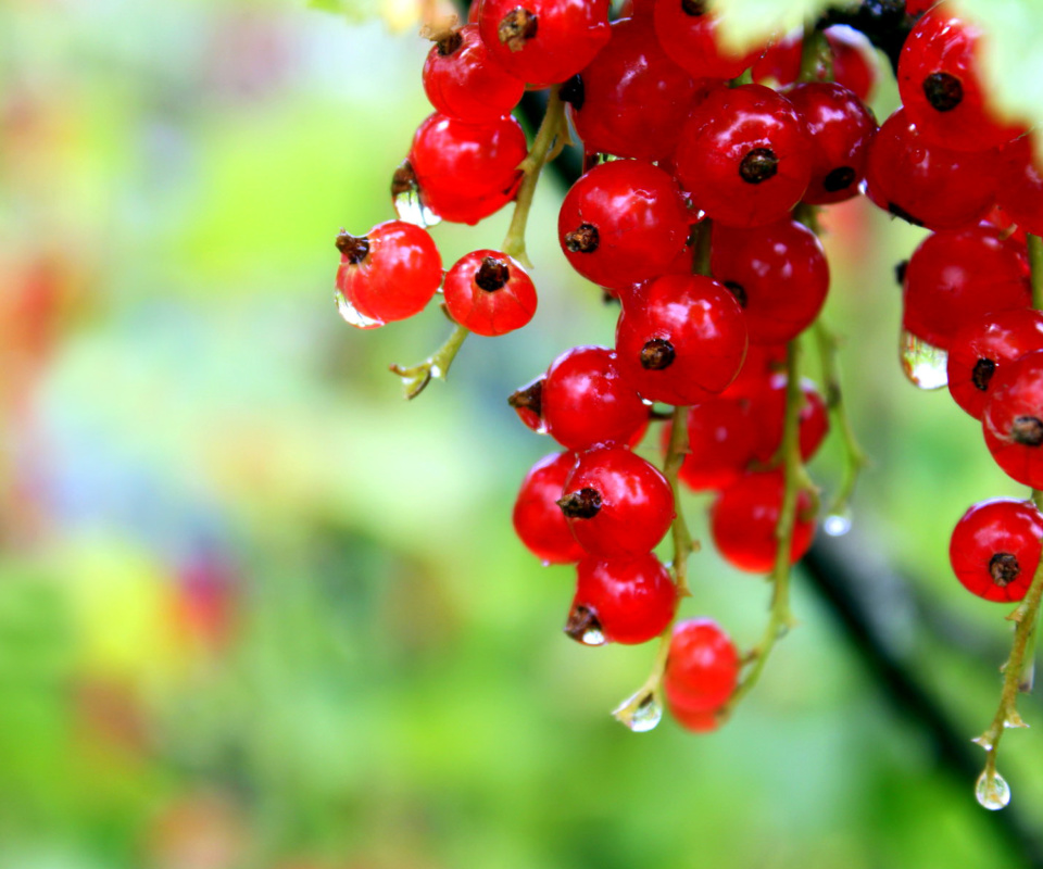 Red currant with Dew wallpaper 960x800
