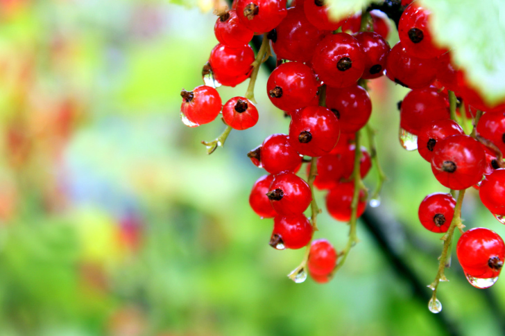 Sfondi Red currant with Dew