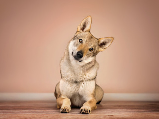 Das Herding dog Wallpaper 320x240