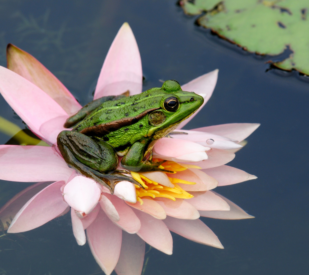 Обои Frog On Pink Water Lily 1080x960