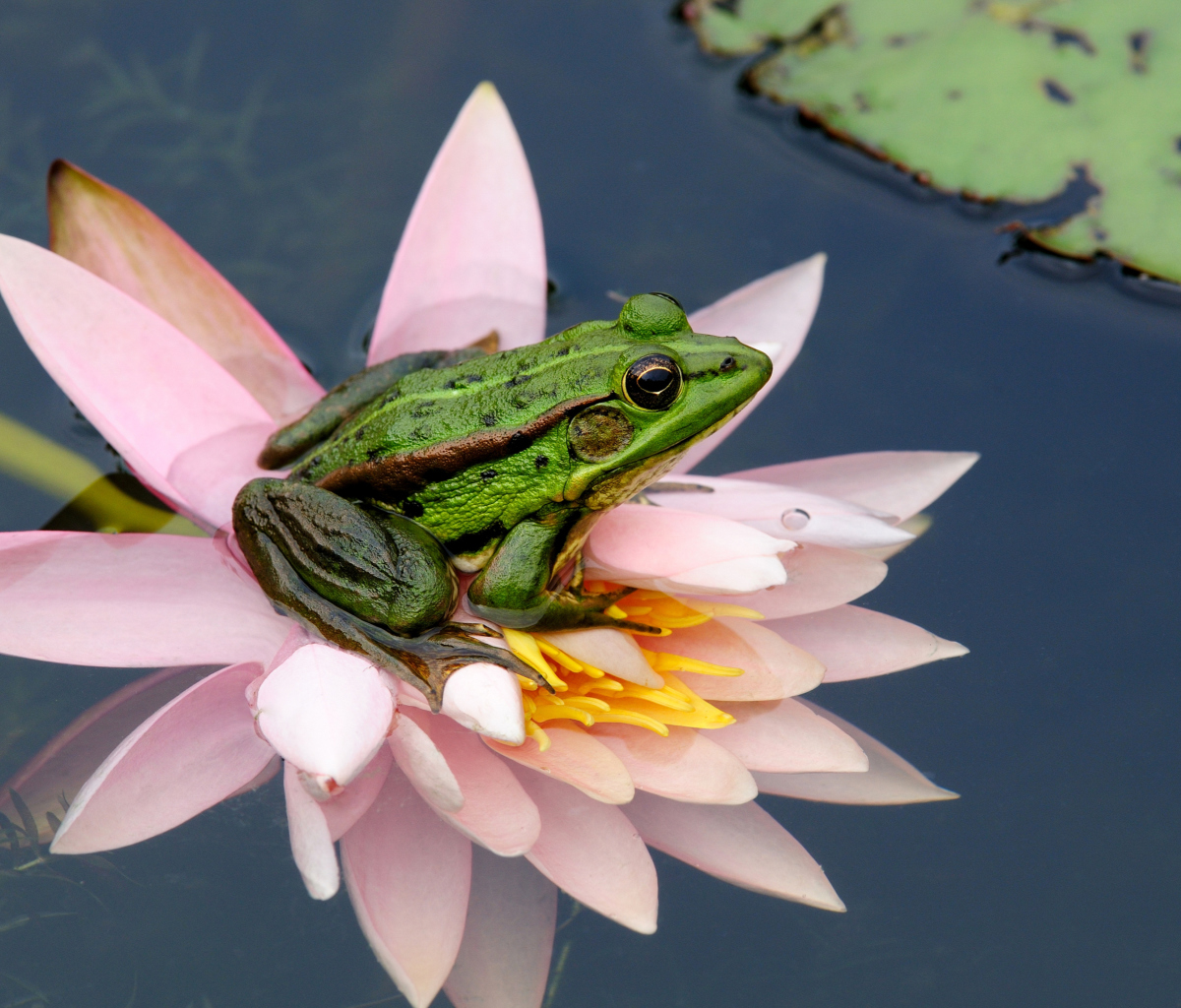 Das Frog On Pink Water Lily Wallpaper 1200x1024