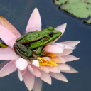 Обои Frog On Pink Water Lily 128x128
