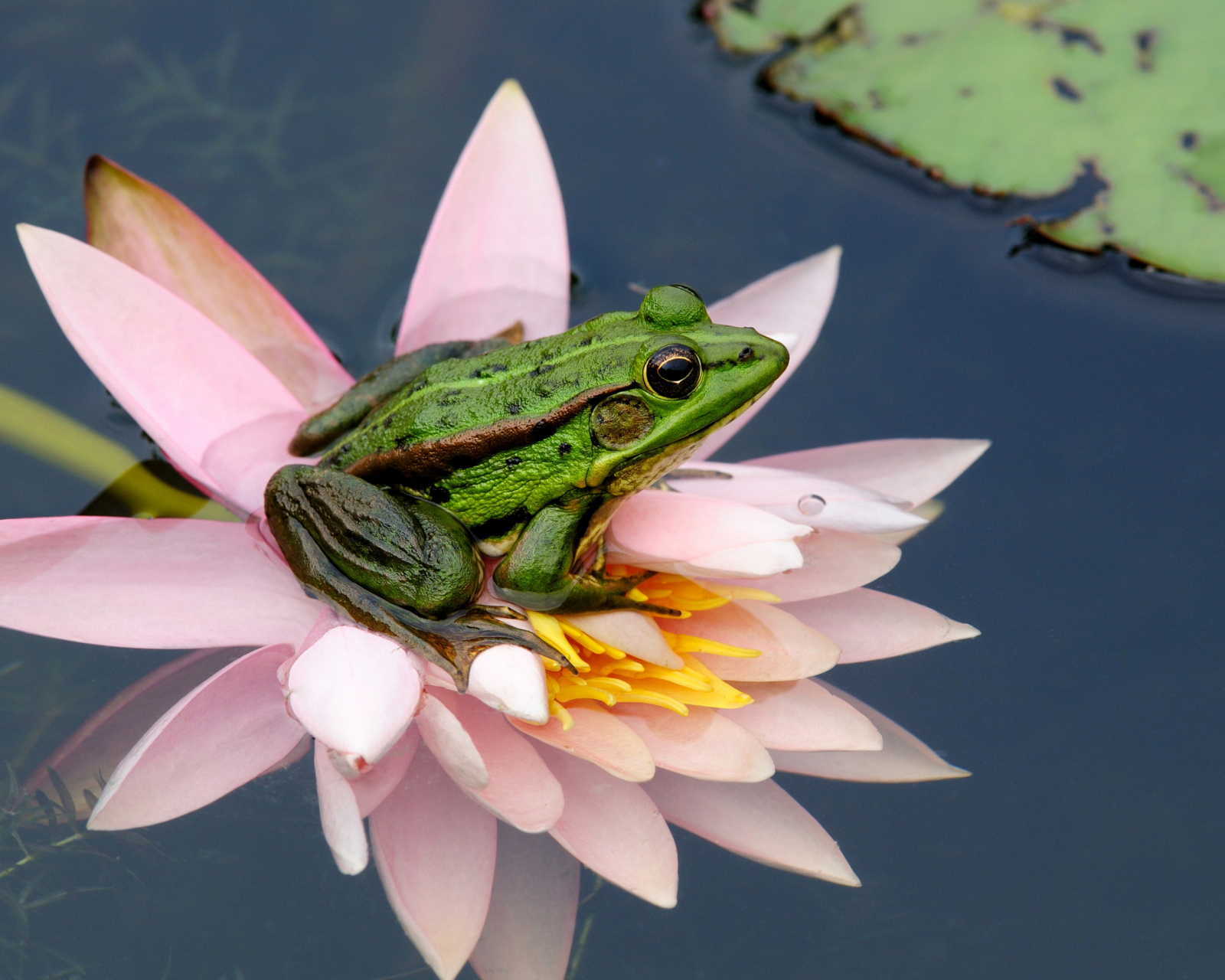 Обои Frog On Pink Water Lily 1600x1280