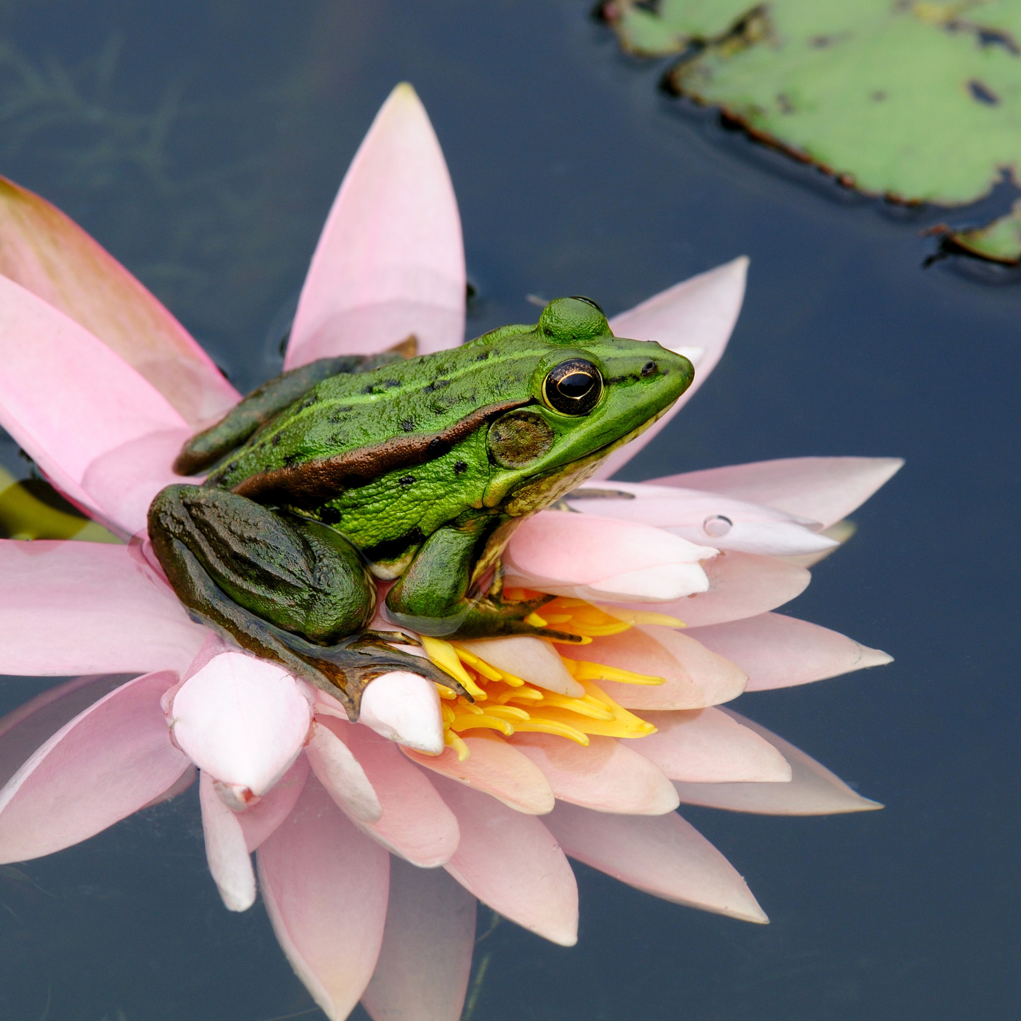 Das Frog On Pink Water Lily Wallpaper 2048x2048