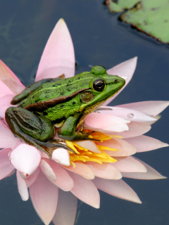 Das Frog On Pink Water Lily Wallpaper 240x320