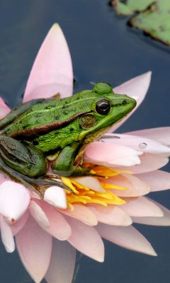 Обои Frog On Pink Water Lily 240x400