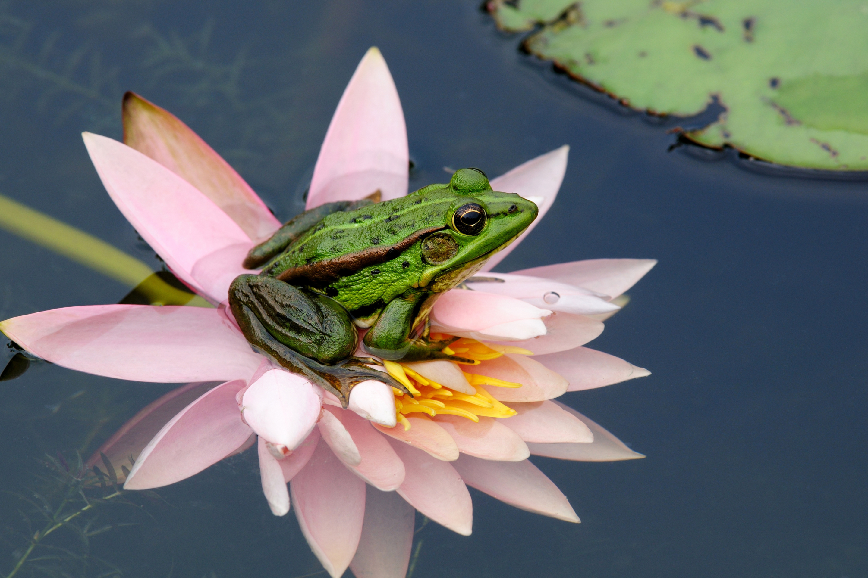 Обои Frog On Pink Water Lily 2880x1920