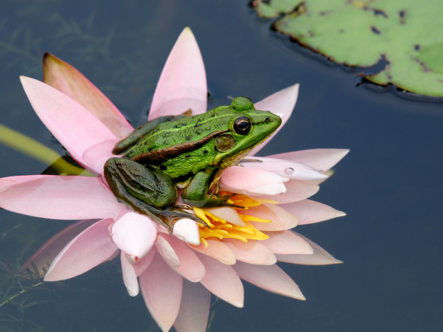 Fondo de pantalla Frog On Pink Water Lily 640x480