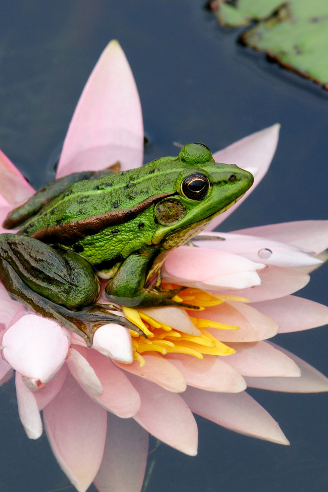 Fondo de pantalla Frog On Pink Water Lily 640x960